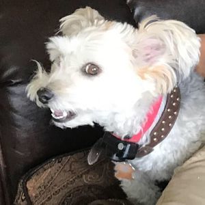 Meet your Posher, Ben